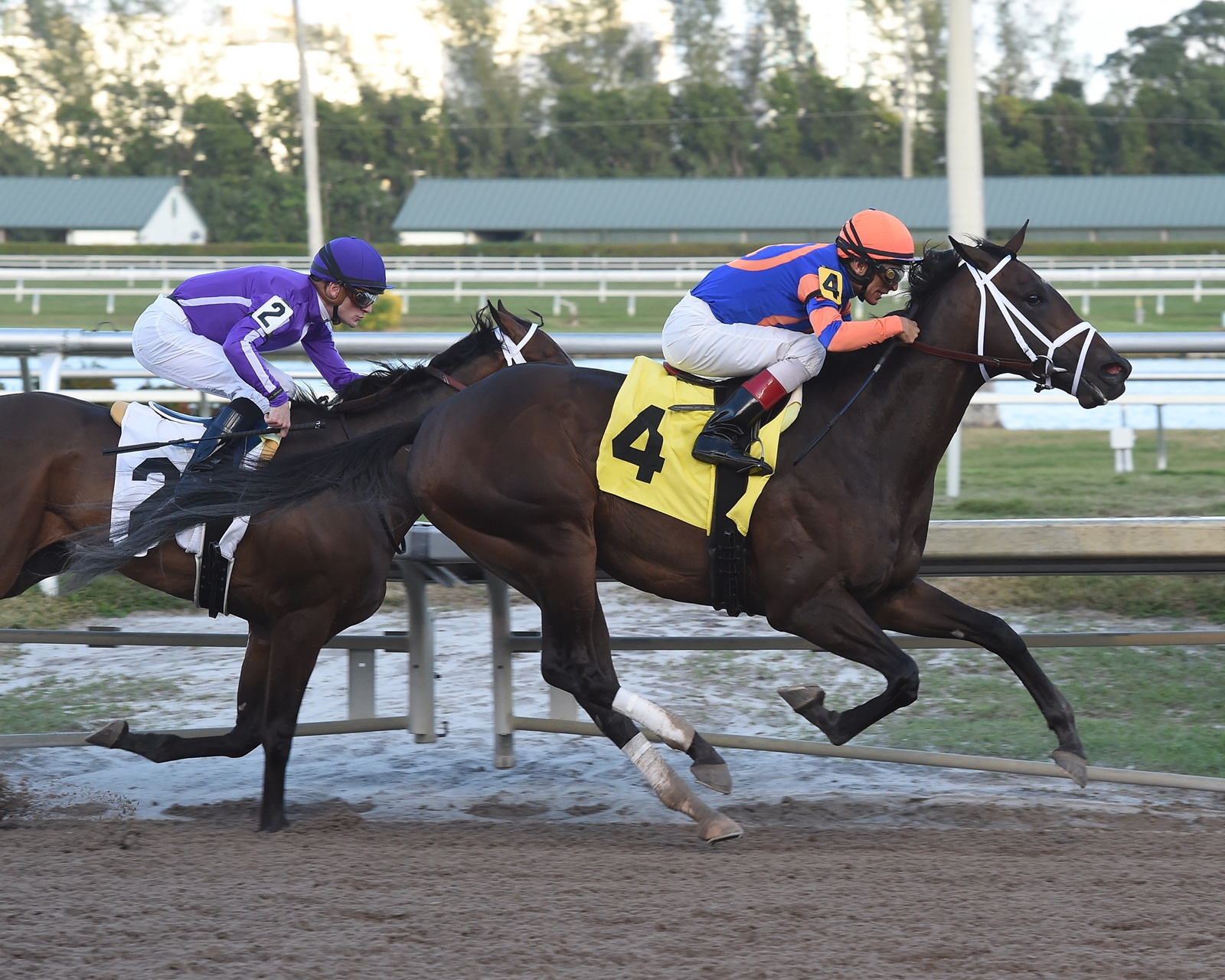 Picture of Noble Indy